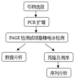 SRAP技术1