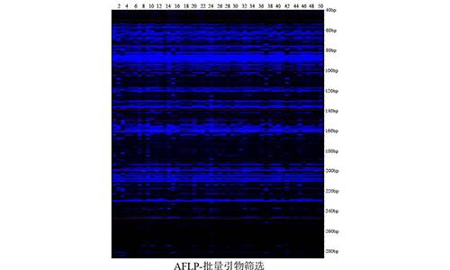 21 AFLP-批量引物筛选