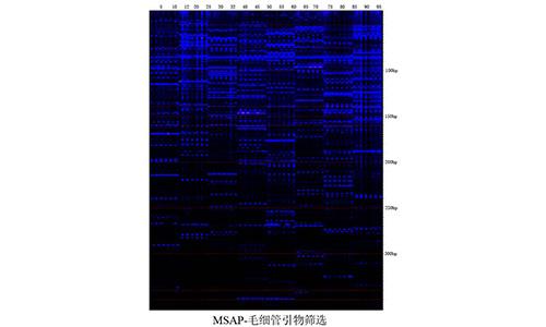 09 Fish-MSAP-毛细管引物筛选