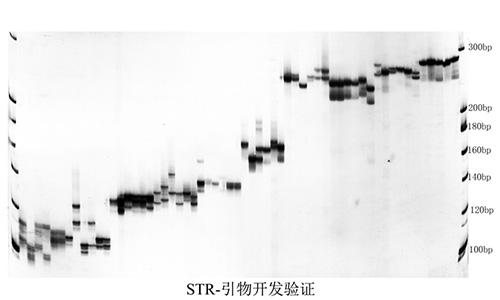 06 STR-引物筛选